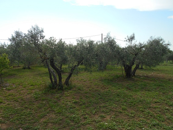 Terreno con oliveto 